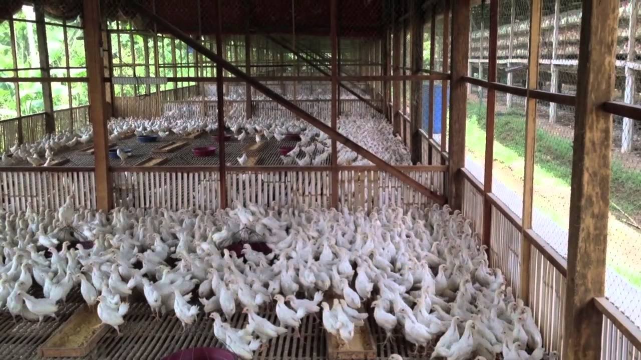 đá gà trực tiếp vĩnh gia,Đá gà trực tiếp Vĩnh Gia: Thứ hai, Những Giây Phút Đen Đen đá gà trực tiếp vĩnh gia,Đá gà trực tiếp Vĩnh Gia: Thứ hai, Những Giây Phút Đen Đen
